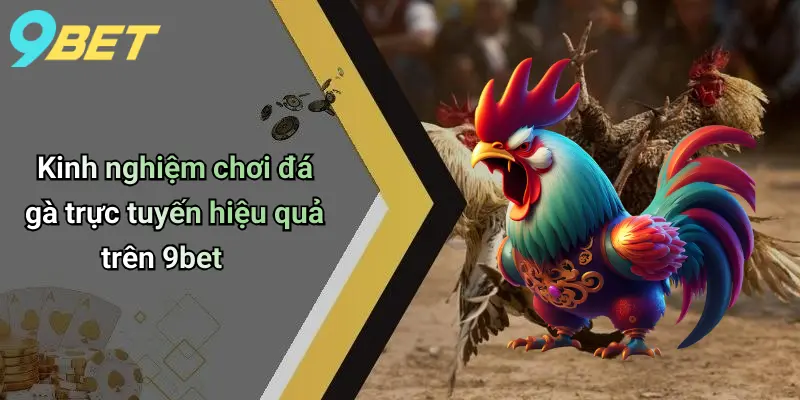 Đá Gà Trực Tuyến: Cá Cược Kịch Tính, Công Bằng Cùng 9bet 3 Kinh nghiệm chơi đá gà trực tuyến hiệu quả trên 9bet